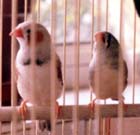 Dot and Dash -  Zebra Finches - Rainbow Bridge