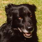 Gemma - Border Collie - Rainbow Bridge