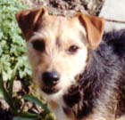 Mitzi - Fell Terrier