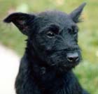 Tremor - Fell Terrier