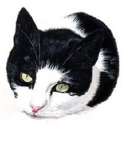 Pet Portraits - Cat paintings by Isabel Clark - English Artist