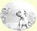 Click for larger image of dog portrait in pencil