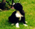 Border Collie Skye as a baby