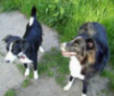 Skye the Border Collie with Breeze her house sister Breeze.