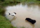 Border Collie Skye paddling in a local river