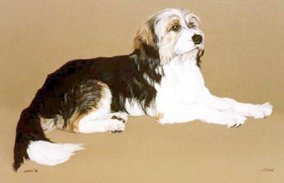 Pet Portraits - Bearded Collie - Oils