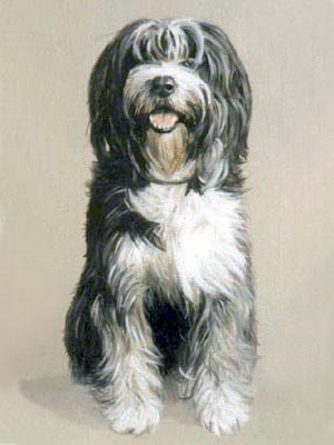 Pet Portraits - Bearded Collie Sitting Down - Socks painted in Oils