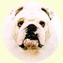 Click for larger Bulldog painting
