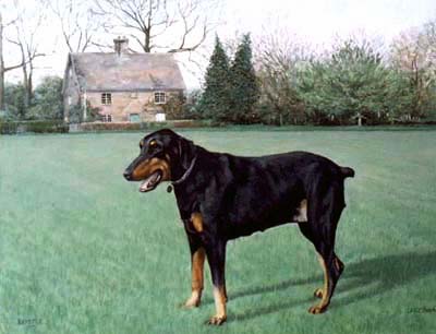 Dobermann