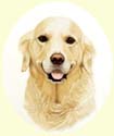 Click for larger image of Golden Retriever painting