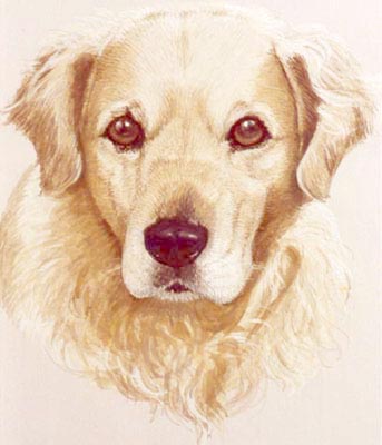Pet Portraits - Dog Paintings from Your Own Photos - Golden Retriever