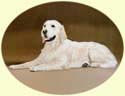 Click for larger image of Golden Retriever painting