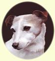 Click for larger Image of Jack Russell Terrier painting