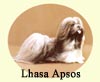 Click for More Images of Lhasa Apsos dog paintings