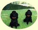 Click for larger image of poodles painting
