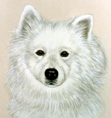 Pet Portraits - Samoyed Head Study - Sam - Oils