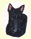 Click for Larger Image of Scottish Terriers dog painting
