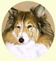 Click for Larger Image of Shetland Sheepdog - Sheltie
