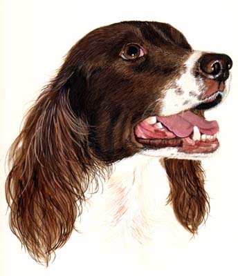 Pet Portraits - Springer Spaniel painting
