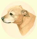 Click for Larger Image of Staffordshire Bull Terrier
