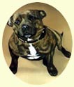 Click for Larger Image of Staffordshire Bull Terrier