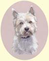 Click for Larger Image of West Highland White Terrier - Westie